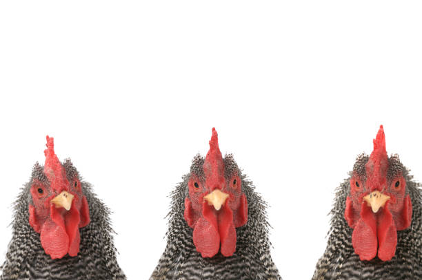 istock Portrait of three Roosters isolated on a white 1267251071