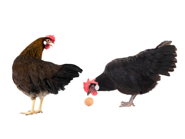 istock two hen looks at an egg. It is isolated on a white 1267251087