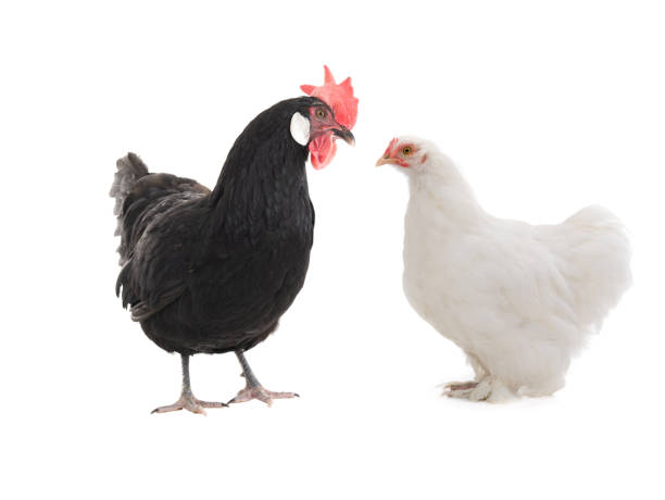 istock Black and white chicken isolated on a white 1267251088