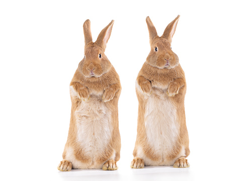 Two bunnies stand on their hind legs isolated on a white background.