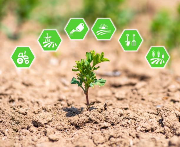 istock Modern and smart green lentil crop and farming consept 1267251917