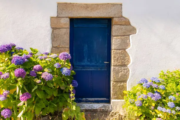 Photo of wooden blue door, with hydrangeas