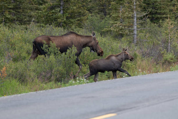 istock Moose mother and her calf close by her side in Denali 1267253521