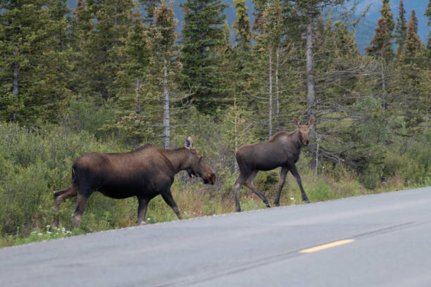 istock Moose mother and her calf close by her side in Denali 1267253558