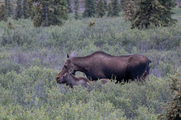 istock Moose mother and her calf close by her side in Denali 1267253613