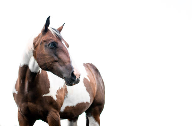 istock American Paint Horse mare with blue eyes 1267253732