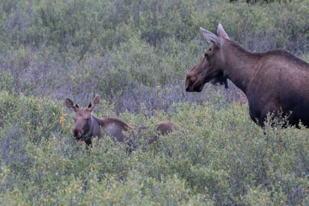 istock Moose mother and her calf close by her side in Denali 1267254268