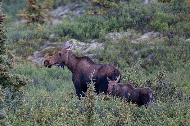Cow moose and her young calf