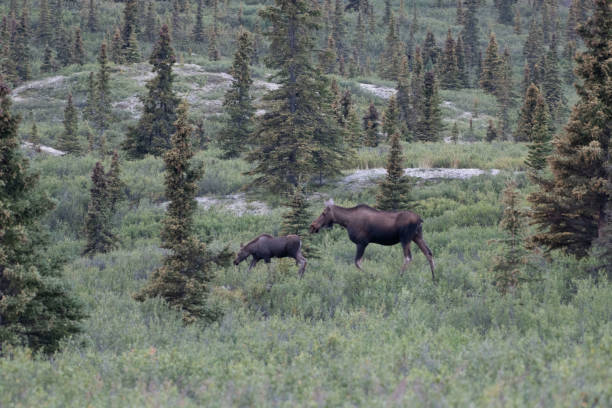 istock Moose mother and her calf close by her side in Denali 1267254910