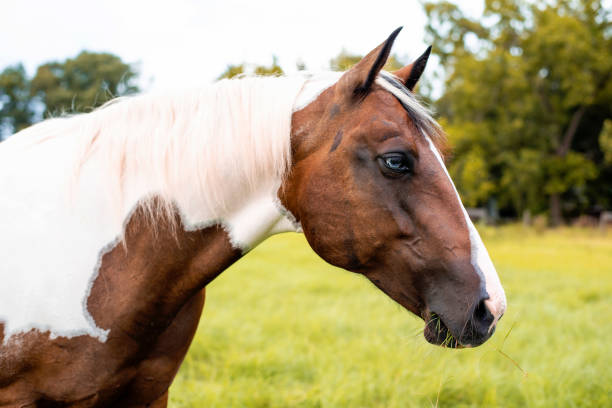 istock American Paint Horse mare with blue eyes 1267255586