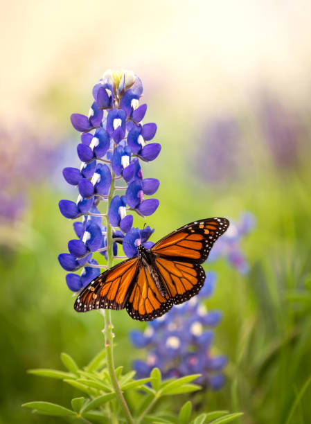 Monarch butterfly on Texas Bluebonnet flower