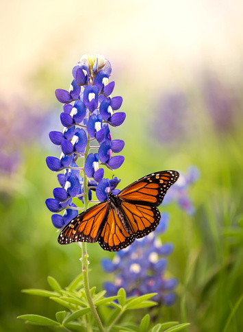 Monarch butterfly (Danaus plexippus) on Texas Bluebonnet flower (Lupinus texensis). Texas concept with two Texas symbols.