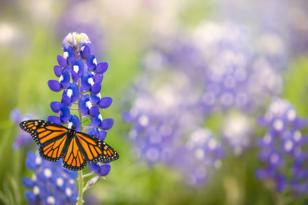 istock Monarch butterfly on Texas Bluebonnet flower 1267255721