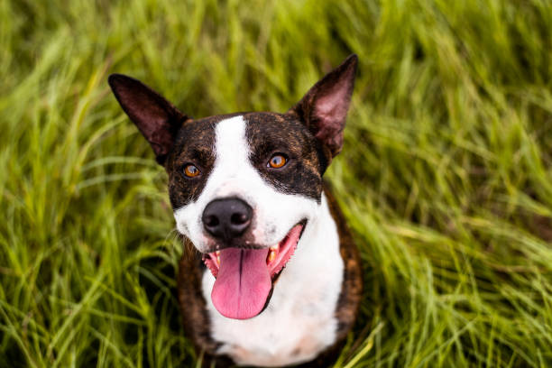 istock Happy Pitbull mix sitting in tall grass and looking up 1267255847