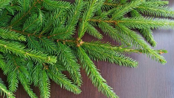 istock cut spruce branches on a dark wood background 1267258193