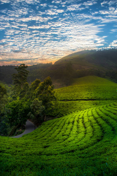 dramatic sunset sky over beautiful tea gardens - kerala imagens e fotografias de stock