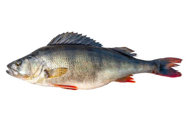 istock Big river perch fish isolated on white background with clipping path. River bass isolated on white background. 1267259229
