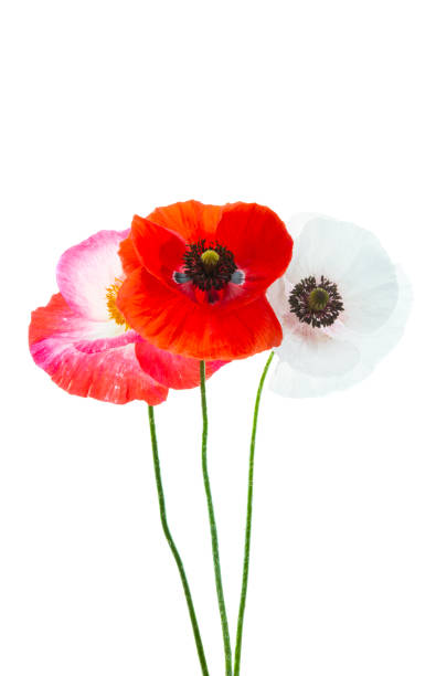 istock bouquet of red poppies isolated 1267259266