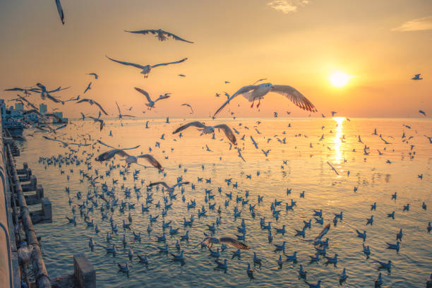 istock Low Angle View of Seagulls Flying in Sky During Sunset 1267259922