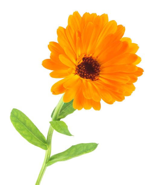 istock Orange calendula flower Isolated on a white background. Calendula officinalis. Marigold. 1267260876