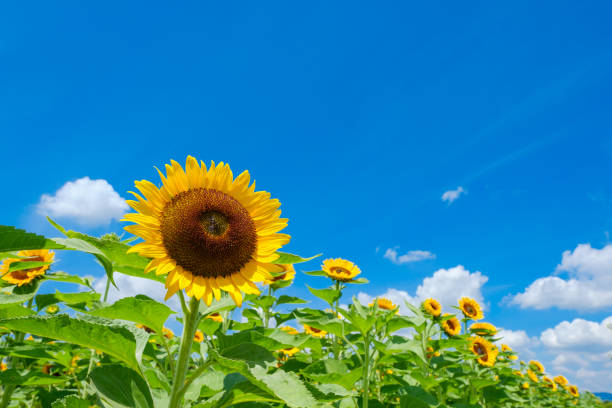 Summer Sky and Sunflower Fields Summer Sky and Sunflower Fields sunflower photos stock pictures, royalty-free photos & images
