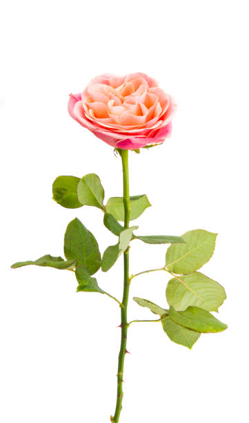 istock beautiful pink rose isolated 1267264559