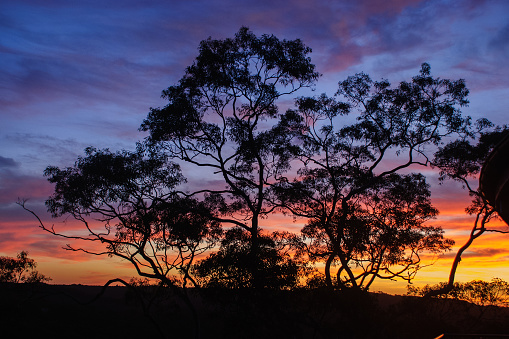 A serene sunset silhouetting large Gumtrees in Sydney