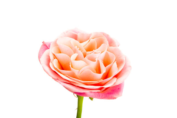 istock beautiful pink rose isolated 1267265305