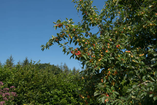 Fruit Ripening on a Crab Apple Tree (Malus 'John Downie') with a Bright Blue Sky Background in a Country Cottage garden in Rural Devon, England, UK