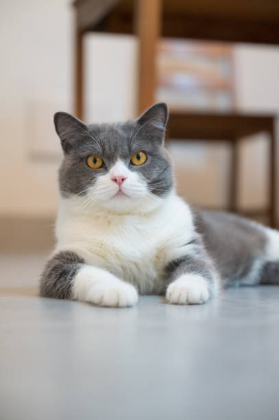 istock Cute British Shorthair lying on the floor 1267265521