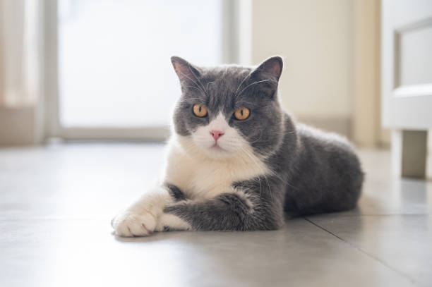 istock Cute British Shorthair lying on the floor 1267265522