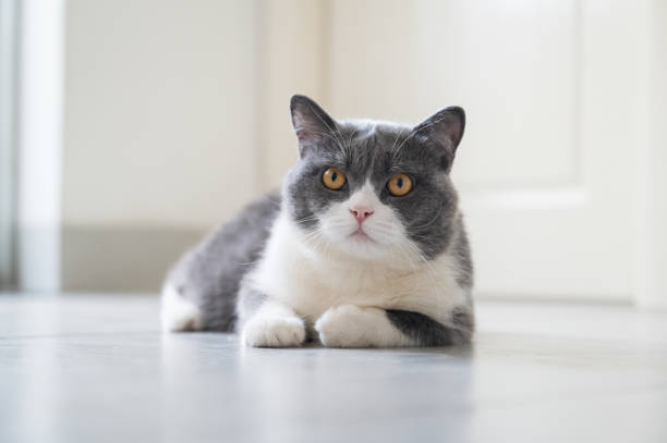 istock Cute British Shorthair lying on the floor 1267265525
