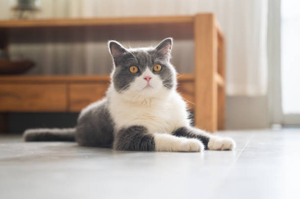 istock Cute British Shorthair lying on the floor 1267265527