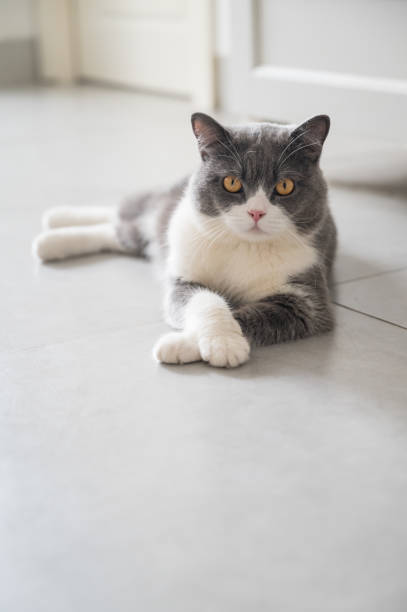 istock Cute British Shorthair lying on the floor 1267265528