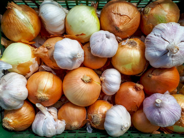 пищевой фон лука и чеснока knolling садовые овощи урожай летний осенний сезон - light vegetarian food garlic spice стоковые фото и изображения