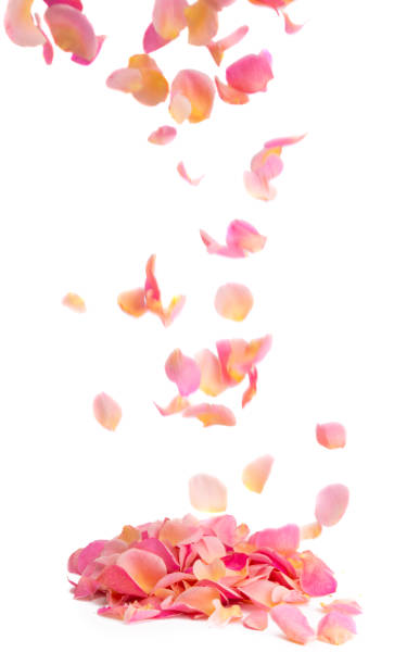 istock pink rose petals isolated 1267267870