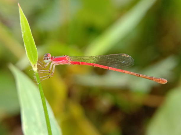 istock Close up of damselfly on the grass 1267269303