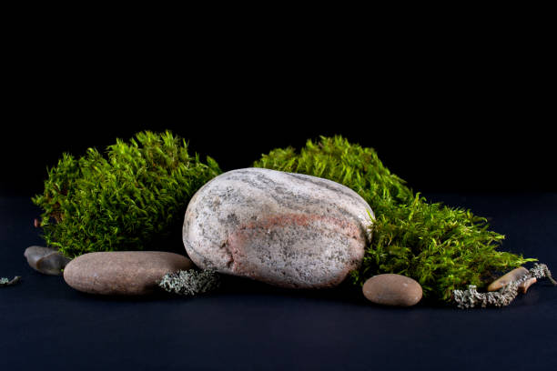 istock Abstract background with bark tree, moss stone podiums for products presentation or exhibitions.  Concept for natural eco organic bio cosmetic beauty product  with copy space 1267270710
