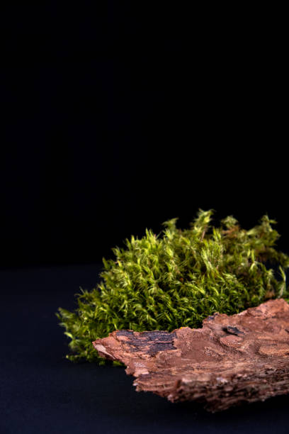istock Abstract background with bark tree, moss  podiums for products presentation or exhibitions.  Concept for natural eco organic bio cosmetic beauty product  with copy space 1267270852