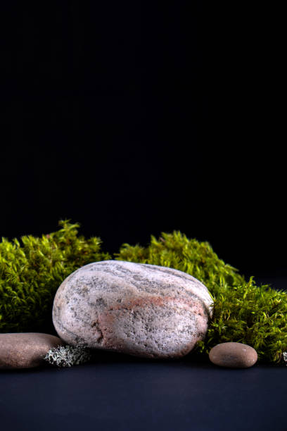istock Abstract background with bark tree, moss  podiums for products presentation or exhibitions.  Concept for natural eco organic bio cosmetic beauty product  with copy space 1267270916