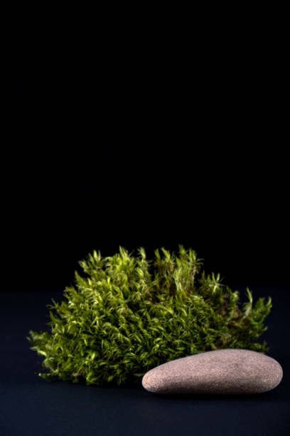 istock Abstract background with moss  and stone podium for products presentation or exhibitions.  Concept for natural eco organic bio cosmetic beauty product  with copy space 1267270965
