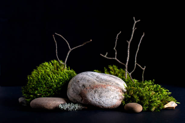 istock Abstract background with bark tree, moss stone podiums for products presentation or exhibitions.  Concept for natural eco organic bio cosmetic beauty product  with copy space 1267271034