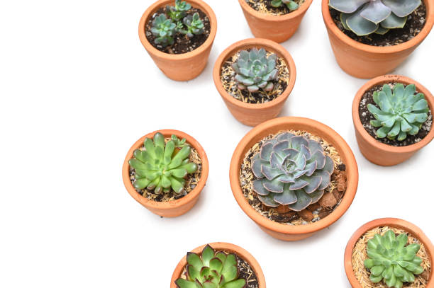 istock Many succulents in clay pot on white background 1267272139