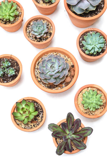 istock Many succulents in clay pot on white background 1267272149