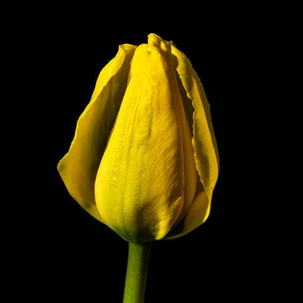 istock Bright yellow tulip blossom at black background 1267272219