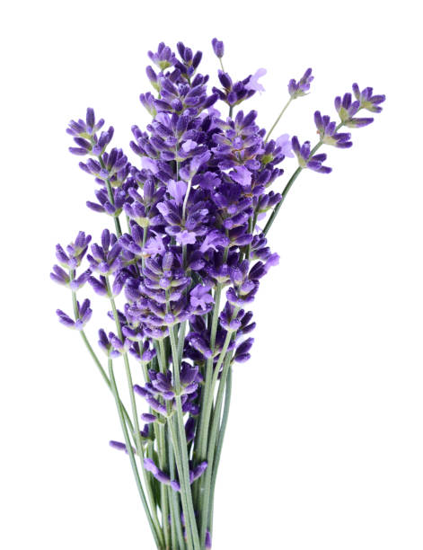 Lavender flowers isolated on white background without shadow Lavender flowers isolated on white background without shadow lavender plant photos stock pictures, royalty-free photos & images