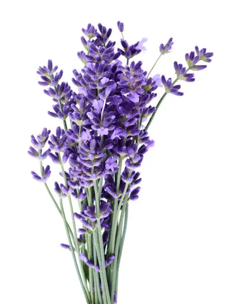 Lavender flowers isolated on white background without shadow