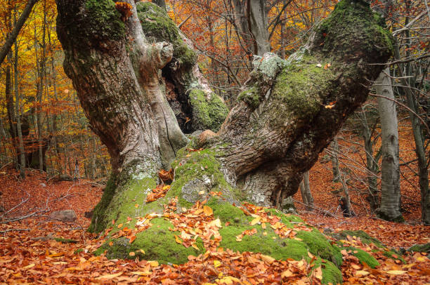 istock Millennial chestnut in the forest, autumn colors 1267273128