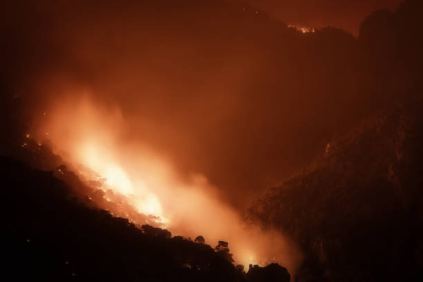 istock Close up look of a forest under fire. 1267273308
