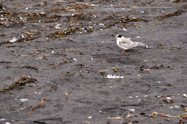 istock Common ringed plover on hvtserkur beach in northern iceland 1267274485